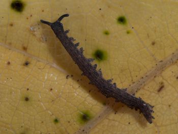 Media type: image; Invertebrate Zoology 152095